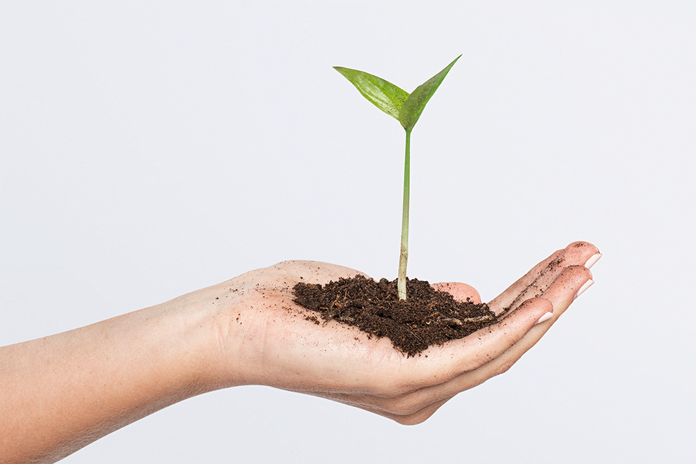 hands cupping plant business investment